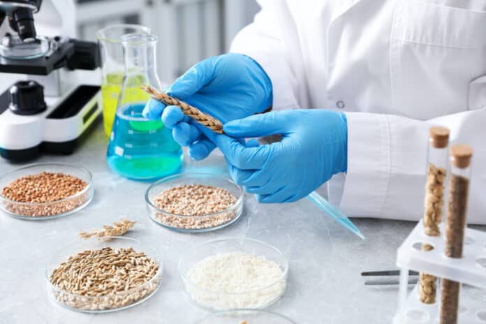 PESTICIDI SCIENZIATI GMO concept. Scientist working with samples of different grains in Petri dishes at table in laboratory, closeup PESTICIDI SCIENZIATI
