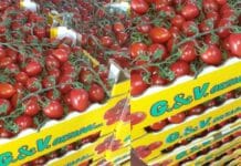 Pomodori ciliegino G&V Ortaggi richiamati per salmonella