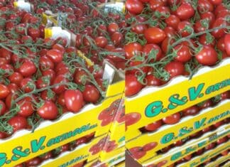 Pomodori ciliegino G&V Ortaggi richiamati per salmonella