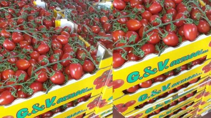 POMODORI SALMONELLA